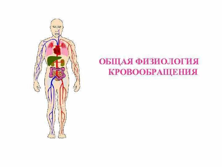 Кровоток физиология. Физиология кровообращения. Схема функциональной системы кровообращения. Физиология кровообращения кратко. Большой и малый круг кровообращения физиология.