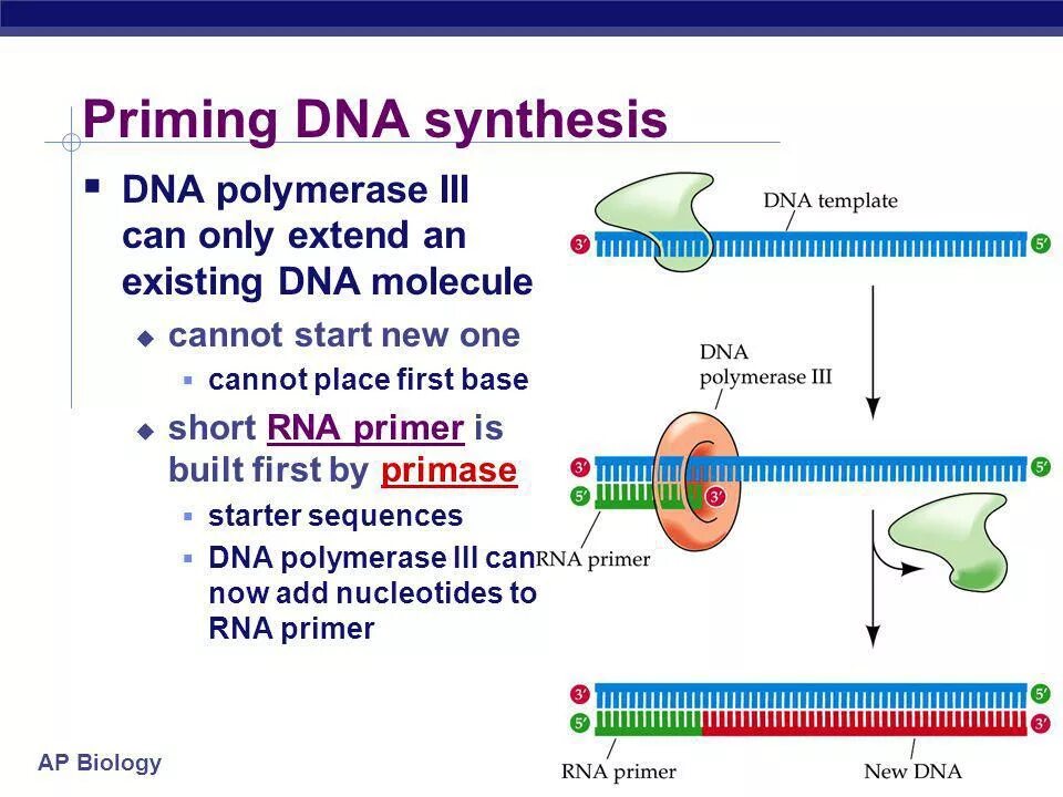 Днк полимераза функции. Dna synthesis. dna polymerase. прайминг днк. прайминг в биологии это.