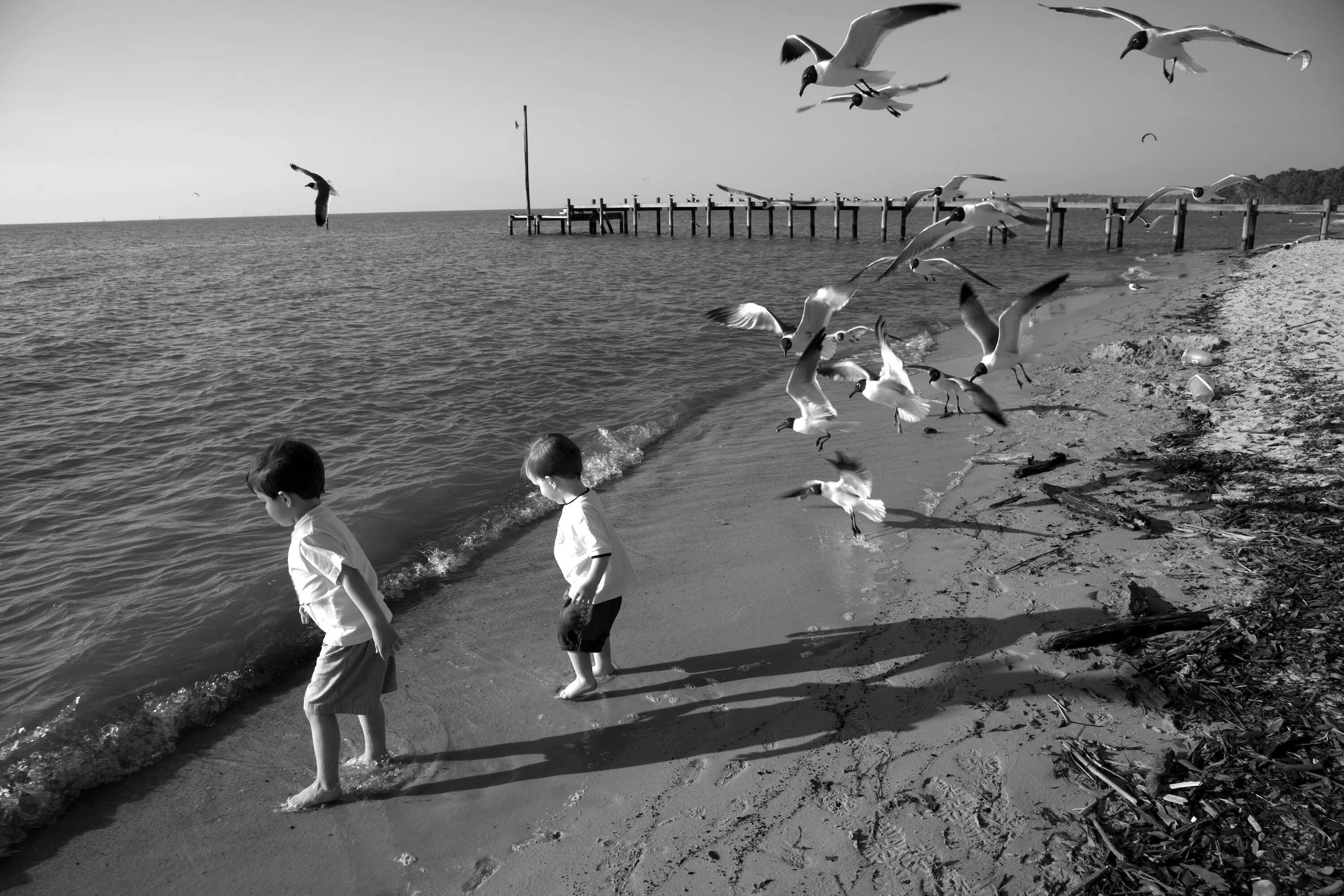 Играть в черное море. Море птицы. Дети Чайки. Море Чайки дети. Море, Чайки.