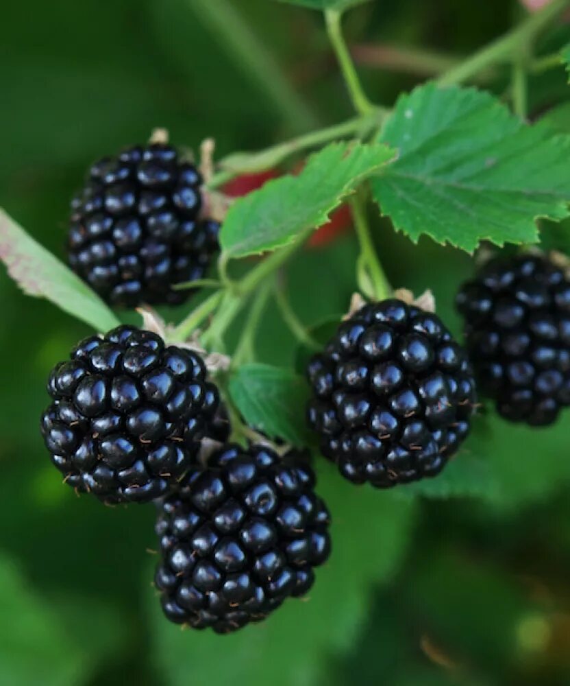 Ежевика коламбия гигант. Ежевика сорт полар. Сорта ежевики прямостоячей бесшипной морозоустойчивые. Ежевика сорт полар. Цветение полар ежевика.