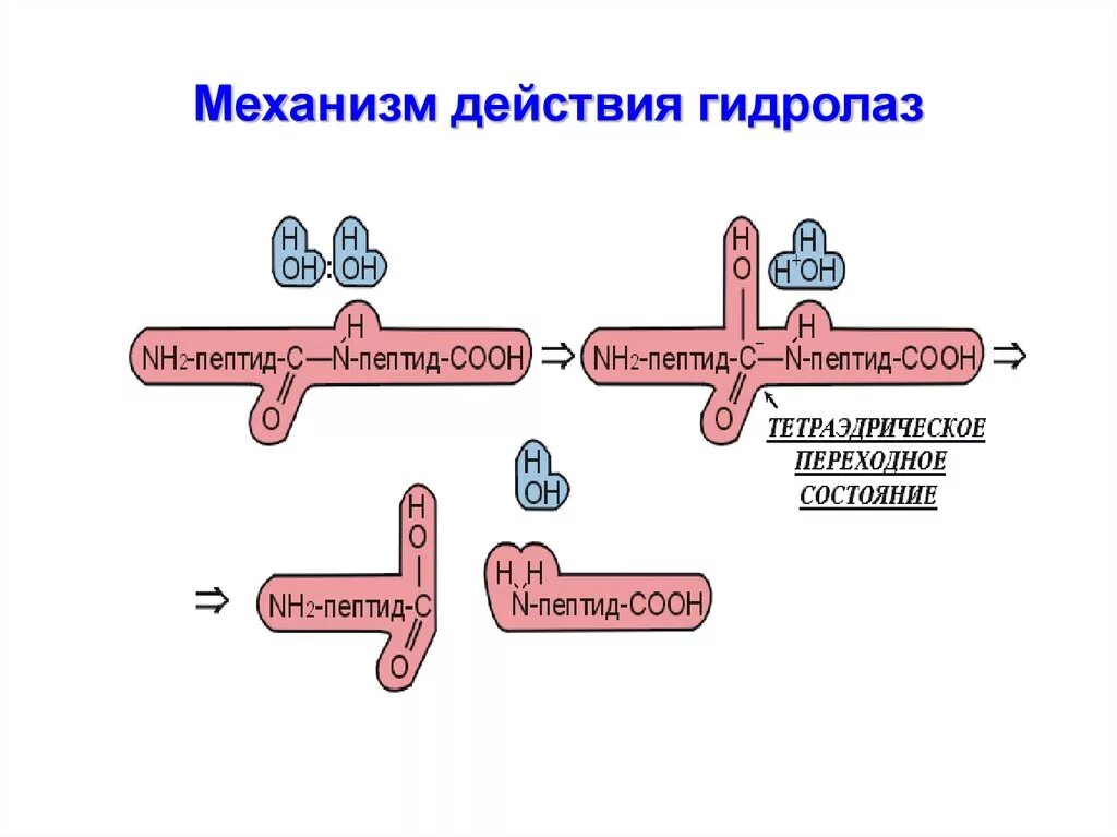 Механизм действия гидролаз. Хлоропирамин механизм действия схема. Глитазоны механизм действия. Механизм действия тиаглитазанов.