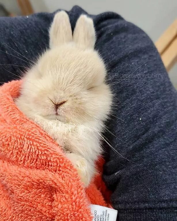 Уставшая зайка. Сонный зайчик. Спящий заяц.