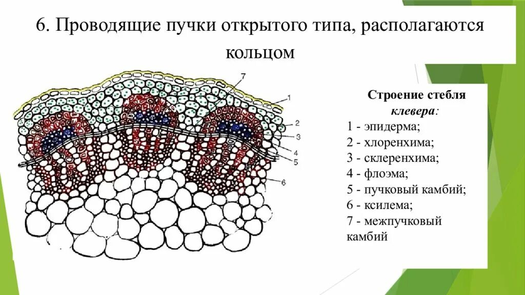 Флоэма проводящего пучка