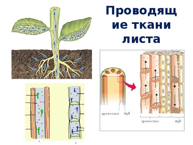 Поперечное сечение листа Проводящая ткань. Поперечное сечение листа растения Проводящая ткань. Поперечное сечение листа функция проводящей ткани. Проводящие ткани растений жилка листа. Какие вещества передвигаются по сосудам древесины