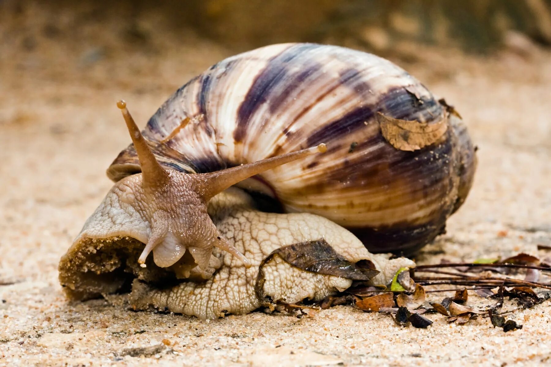 Giant African Land Snail. Караколь улитка. Пустынная улитка. Старая улитка