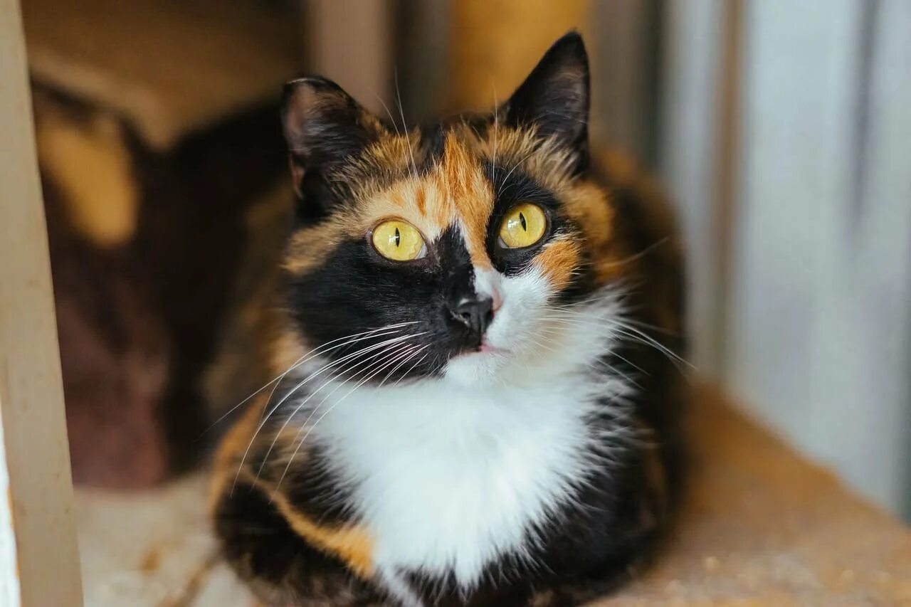 Сибирская кошка трехцветная короткошерстная. Британская трехшерстная кошка. Трехцветная черепаховая кошка. Сиамская черепаховая кошка. Трехцветная кошечка