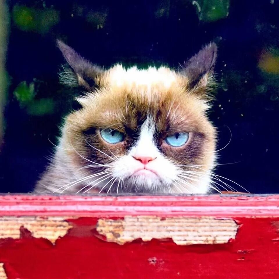 Хмурый кот. Грампи кэт. кот грампи grumpy. grumpy cat соус тартар. сердитый кот grumpy cat.