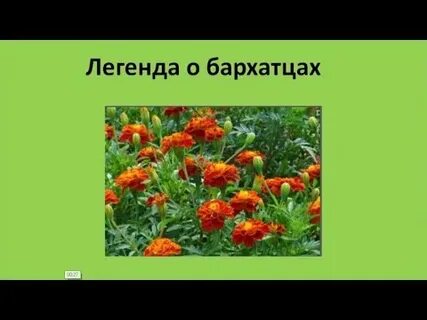 Легенда о бархатцах