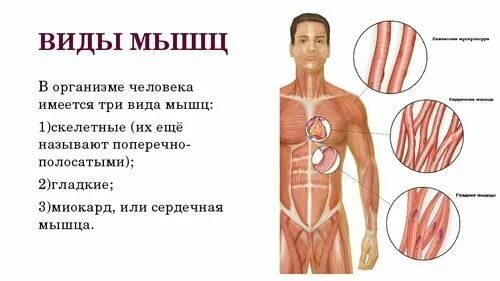 2 виды мышц. Виды мышц человека. мышцы типы мышц. типы мышц в теле человека.