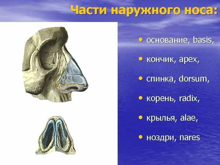 Основание базис. Наружный нос кончик носа. Дыхательная система наружный нос.