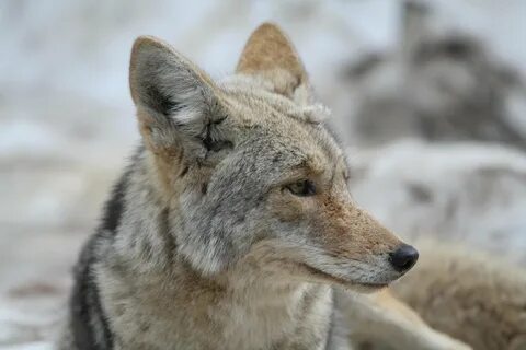 Шакал отзывы