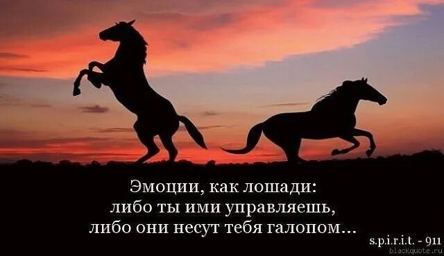 Состояние коне. Цитаты про коней. Цитаты про лошадей. Высказывания о лошадях. Красивые высказывания про лошадей.