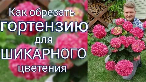 Пересадка крупнолистной гортензии осенью
