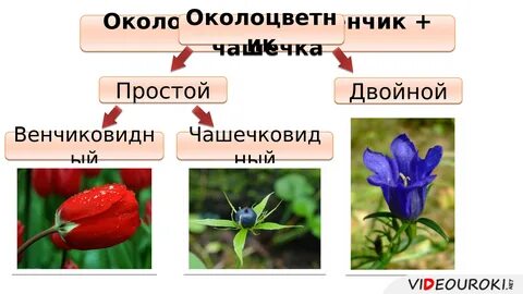 Цветок его строение и функции 7 класс