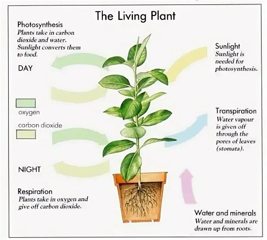 How plant. How plants grow. how do plants grow. how plants grow for kids. how to grow a plant.