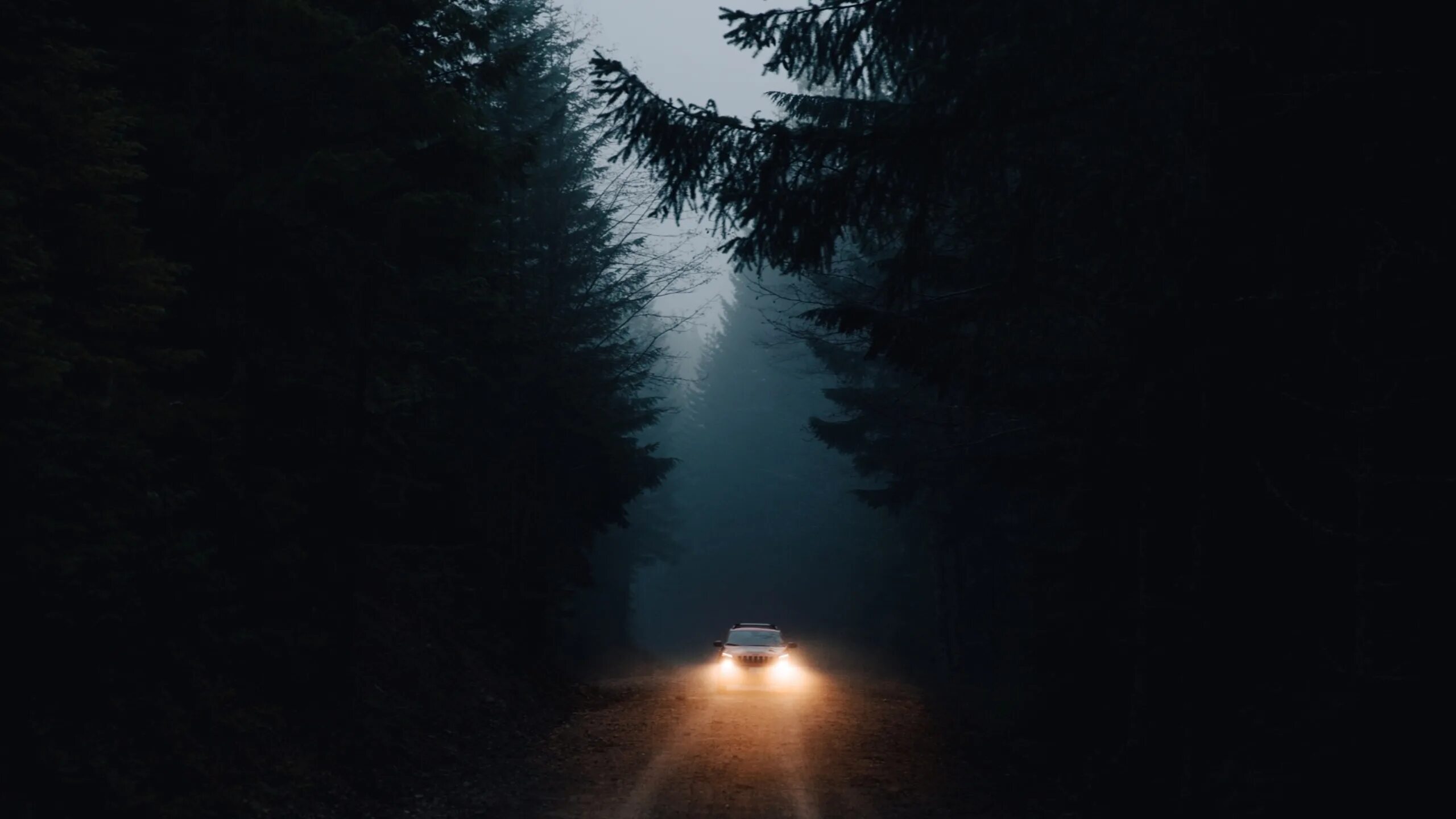 Dark light go. Дорога в лесу ночью. Машина в темноте в лесу. Темная дорога. Машина в лесу ночью.