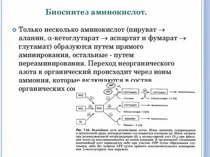 Заменимые аминокислоты синтезируются