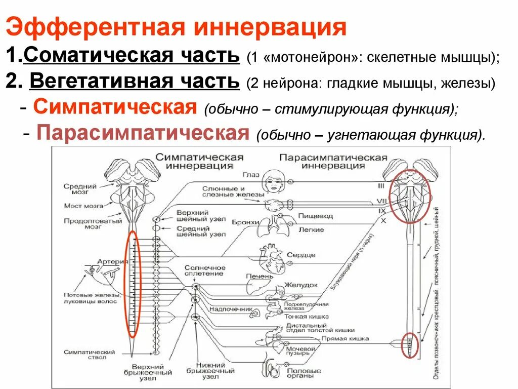 Иннервирует гладкие мышцы. Вегетативная Эфферентная иннервация. Афферентная иннервация схема. Вегетативная нервная система афферентная иннервация. Эфферентная иннервация холинергическая.