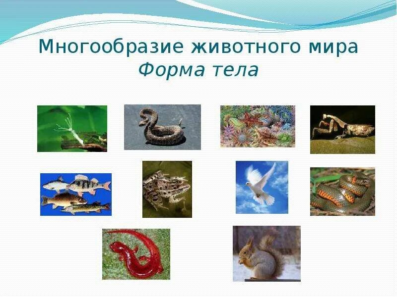 Все многообразие 6. Разнообразие животных. Разнообразие животных 3 класс. Разнообразие в животном мире. Общие сведения о животном мире.