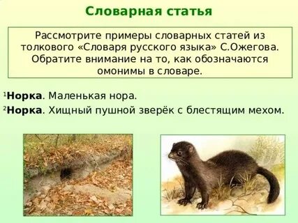 Омоним к слову ласка