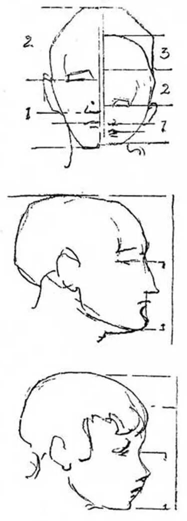 Конструкция головы человека и ее пропорции рисунок. Пропорции лица вид спереди. Голова имеет форму. Разные формы головы. Конструкция головы человека.