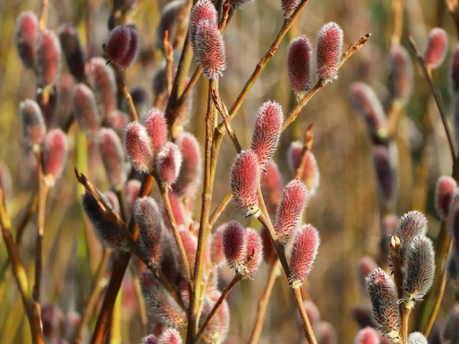 Ива тонкостолбиковая Меланостахис. Ива тонкостолбиковая/Salix gracilistyla 'melanostachys'. Ива тонкостолбиковая монт АСО. Ива тонкостолбиковая маунт