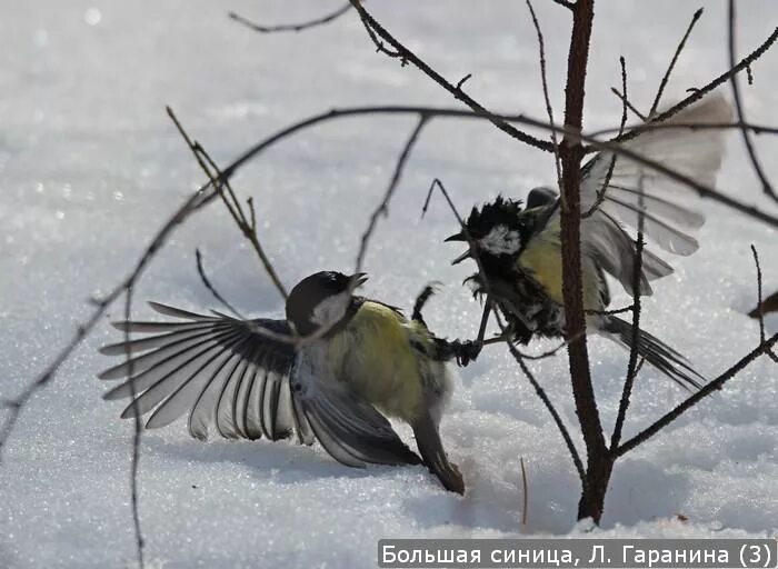 Территориальное поведение птиц