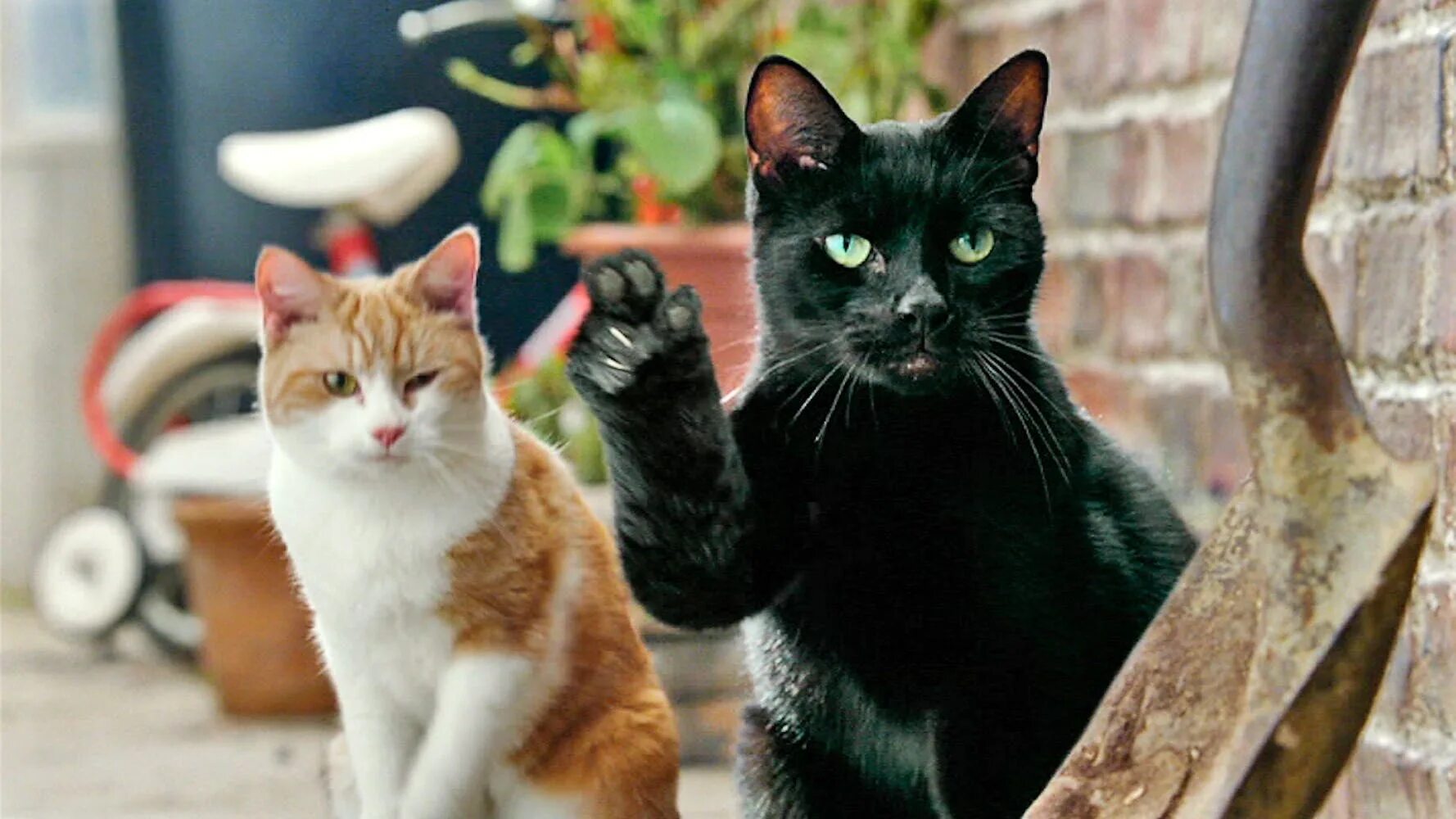 котики. котик одобряет. кошка показывает класс. кот показывает класс. кот.