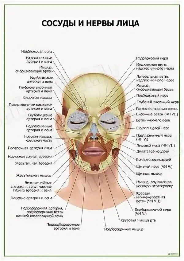 Схема расположения нервов на лице Upper third of the face: anatomy of the frontal, temporal and brow zones Estet