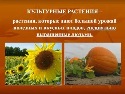 Какие культурные растения выращивает человек