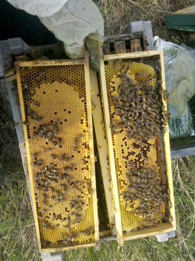 Купить пчелиные рамки. Рамки для пчел. Ульи для пчел. Рамки для пчеловодства. Многокорпусный улей на пасеке.
