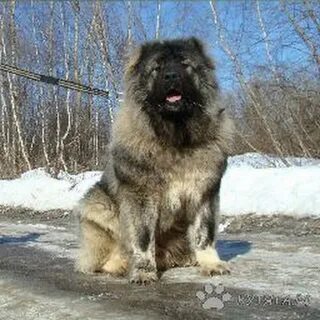Кавказская овчарка характеристика