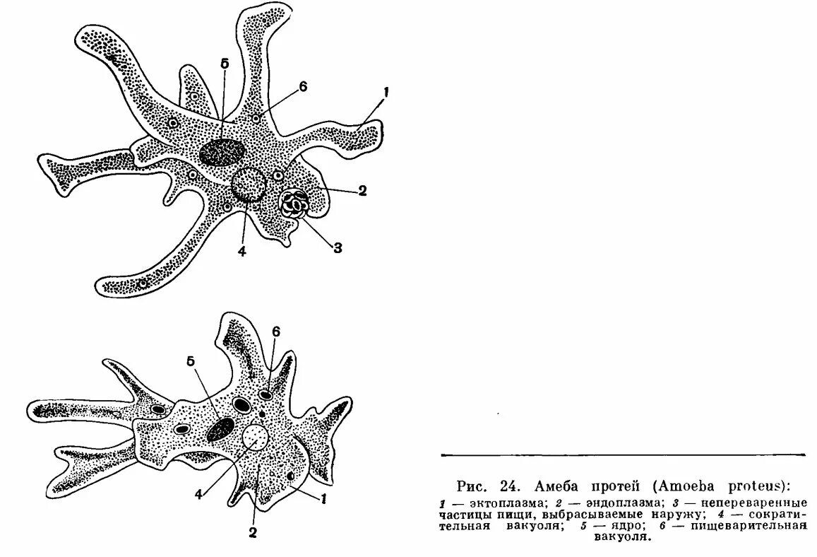 Корненожки амеба обыкновенная. Выросты амебы. Саркодовые амеба обыкновенная. Корненожки амеба протей. Сократительная вакуоль амебы протей.