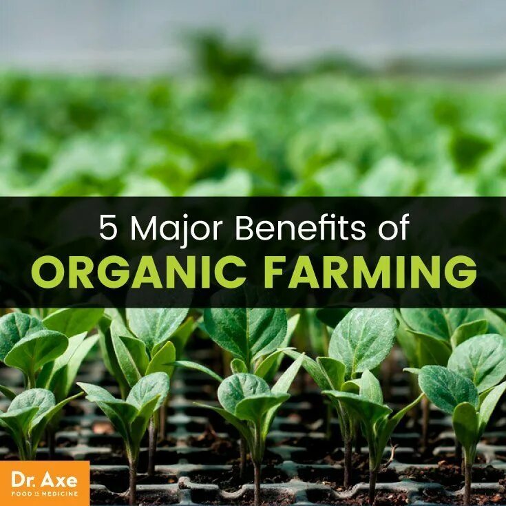 What is organic farming. Conventional farming. Organic and non-organic worlds. Органическое растениеводство. Organic farming.