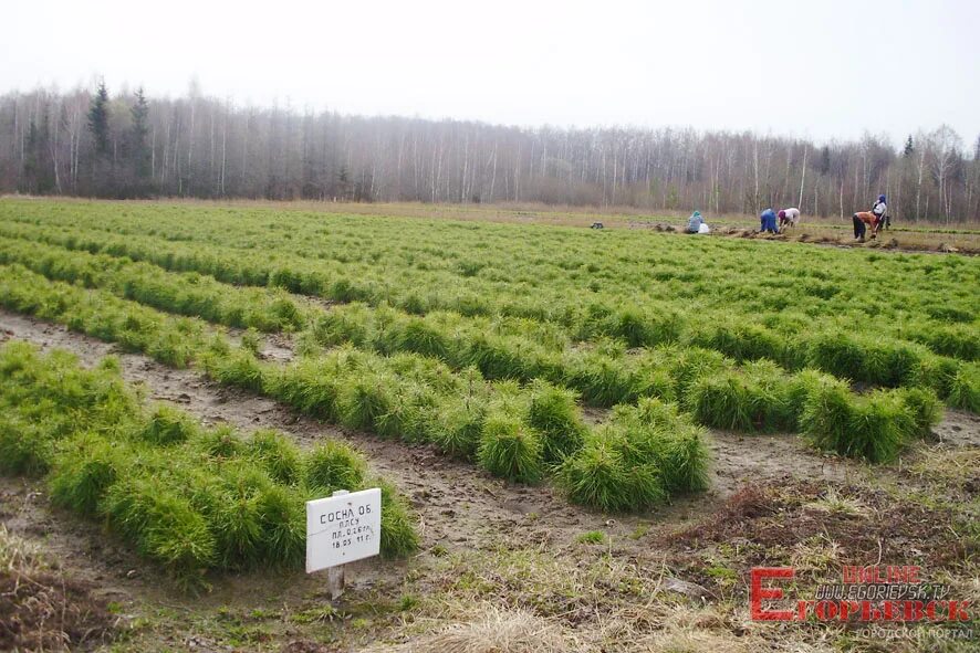 мособллес егорьевск. егорьевское лесничество. вырубка на пятницком ш. лесхоз егорьевск бухгалтерия. егорьевское лесничество.