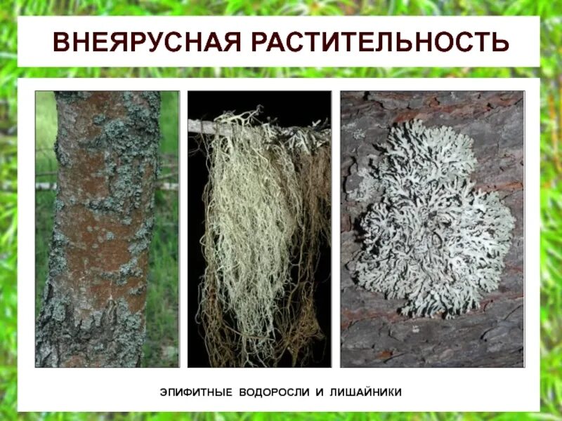 Эпифитные лишайники. Эпифитный лишайник это. Уснея, цетрария, пармелия. Эпифитный лишайник это. Эпифитные водоросли и лишайники.