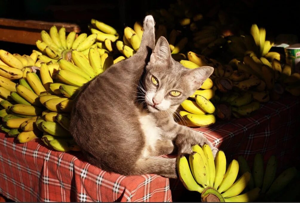 Кот банан. Бананья кошка. Котик бананчик. Кот в костюме бананов.