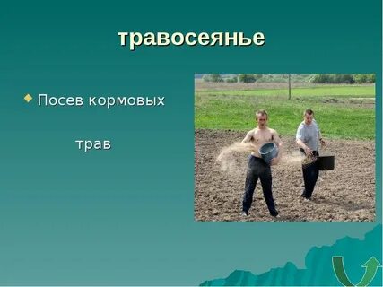 Слово трава примеры