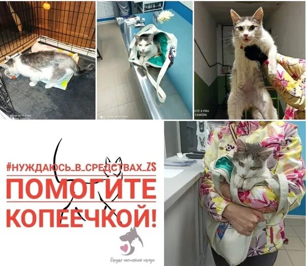 Зоодвижение. Зоодвижение сердце чистейшей. Зоодвижение. Зоодвижение сердце чистейшей. Зоодвижение сердце чистейшей.