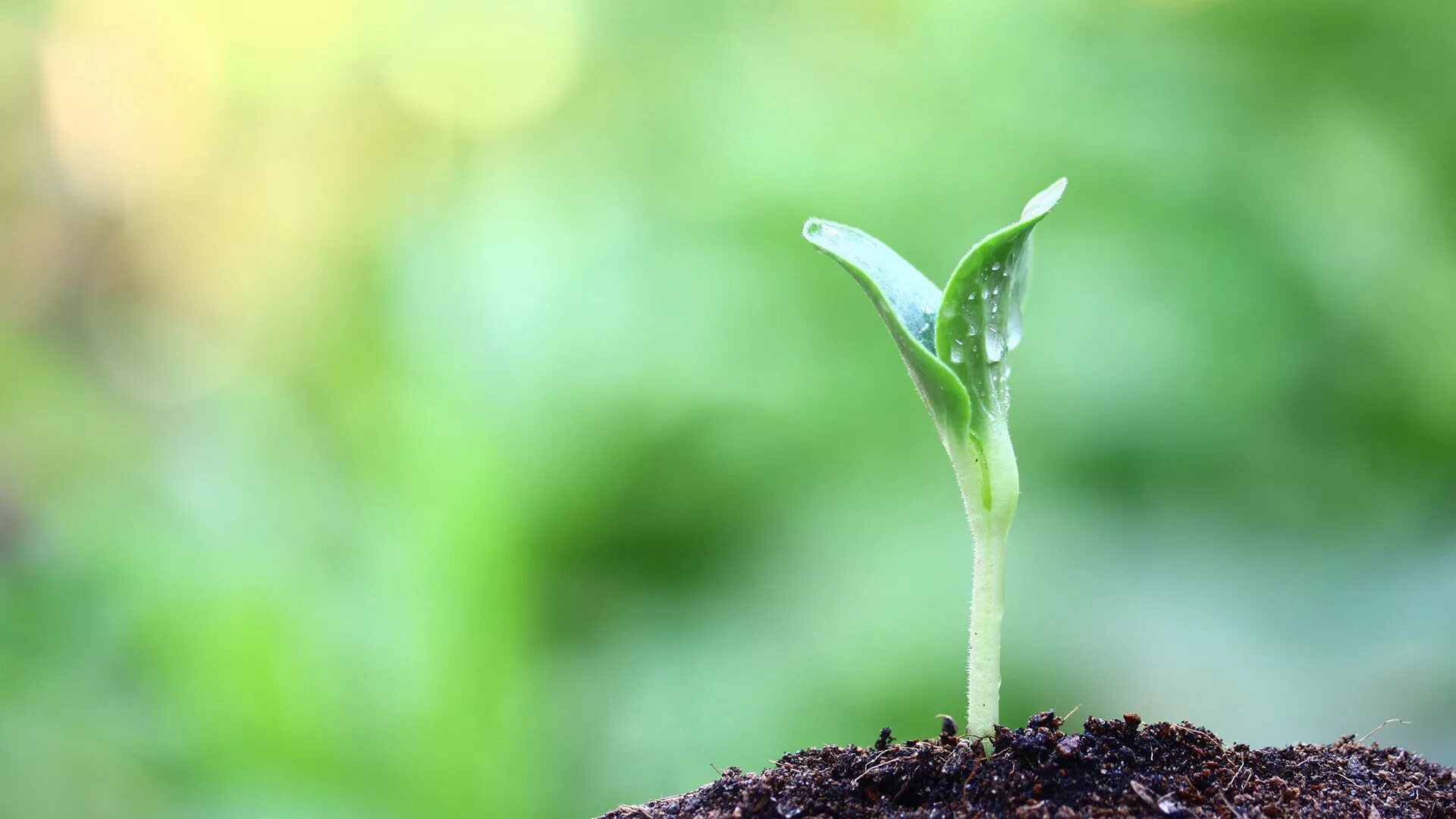 зеленый побег растения. молодой побег растения. тополь росток дерева. росток. березовые ростки.