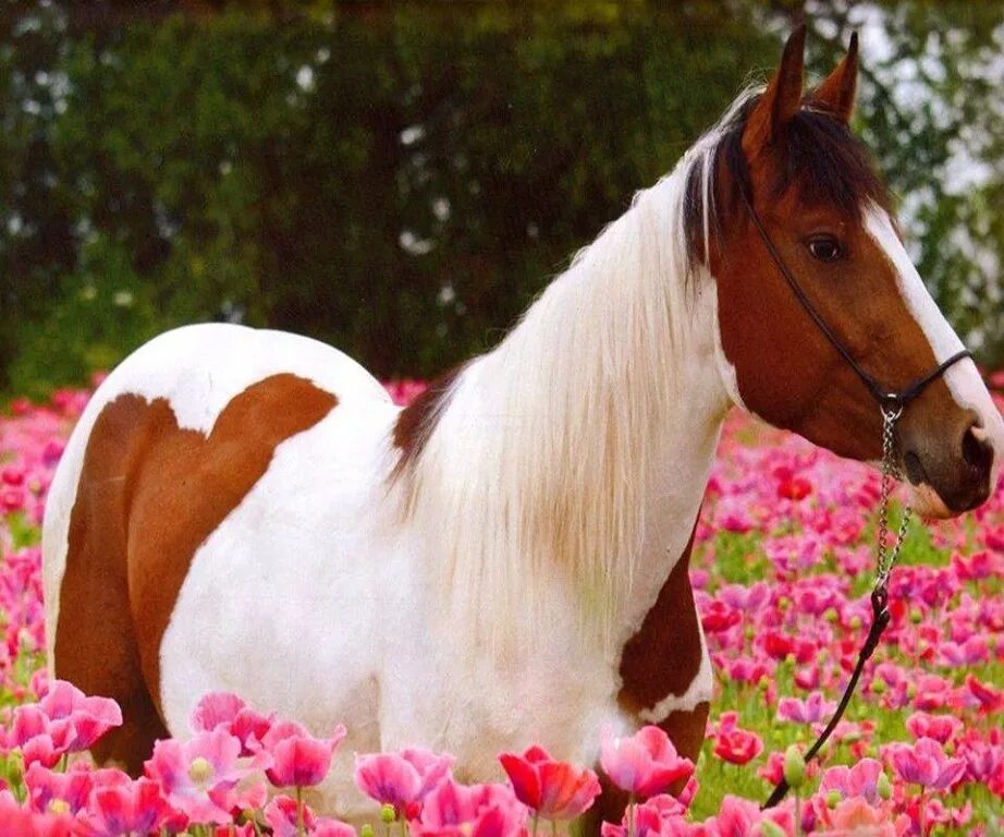 Рождение лошадки. Лошадь с цветами. Красивые лошадки. Лошадка с цветами. Лошадь в цветах.