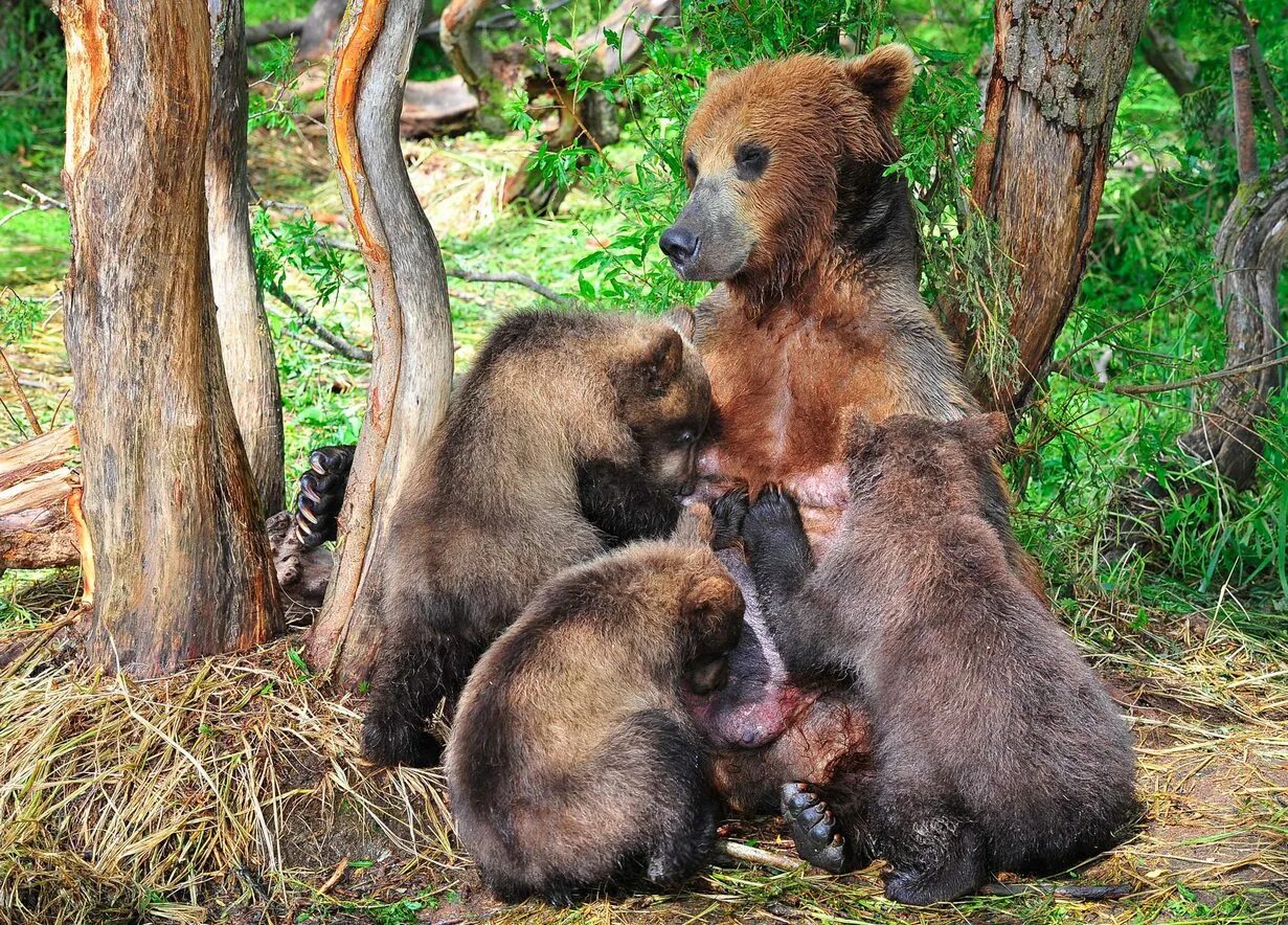 Млекопитающие вскармливают детенышей. Кормление детенышей млекопитающих. Медведица кормит медвежат. Млекопитающие вскармливают детенышей молоком.