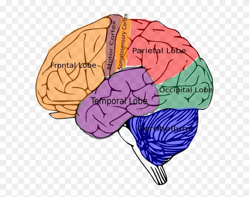 Brain год. Нейропластичность мозга упражнения. Нейропластичность мозга упражнения для нейропластичности. Упражнения для мозга в картинках. Нейропластичность улучшает состояние мозга.