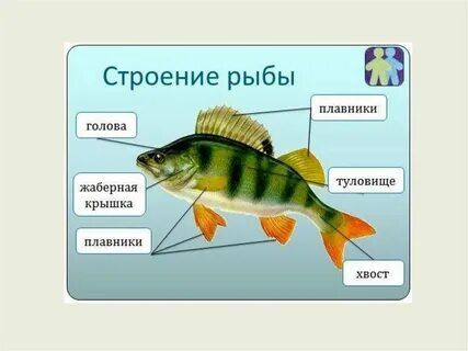 Какие плавники у окуня