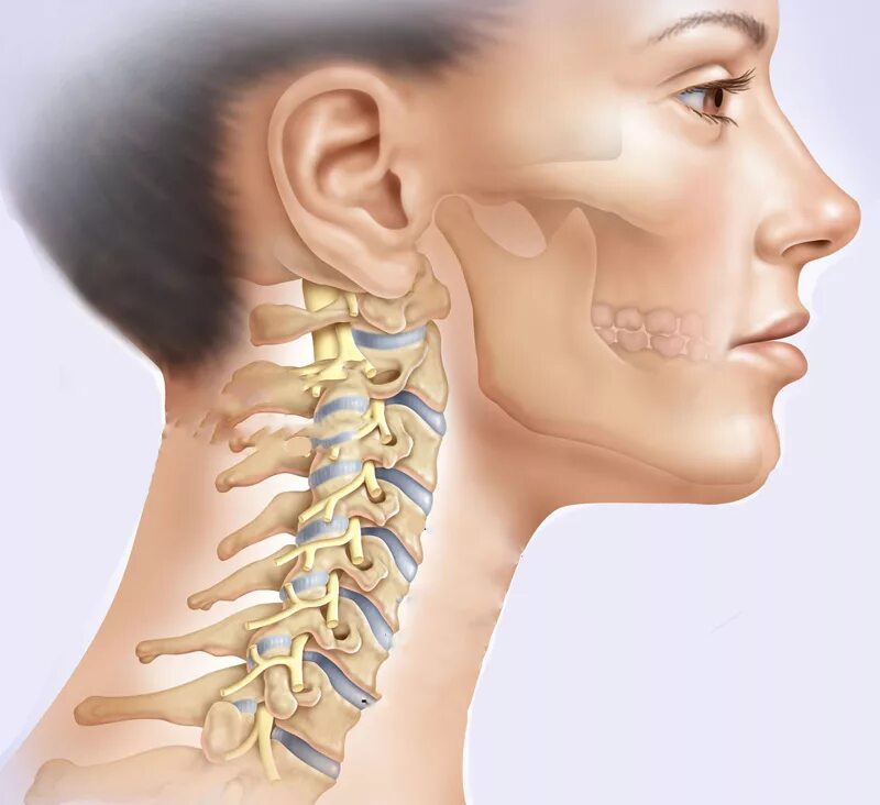 3-7 Шейные позвонки. 5 Шейный позвонок. 7 Позвонок шейного отдела. Шейнийотдел позвоночника. Остеохондроз с7