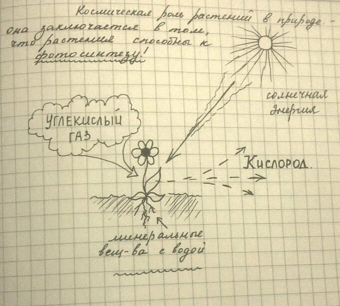 Составьте схему иллюстрирующую значение. Схема иллюстрирующая космическую роль растений в природе. космическая роль растений в природе схема. составьте схему иллюстрирующую космическую роль растений в природе. схема иллюстрирующая.