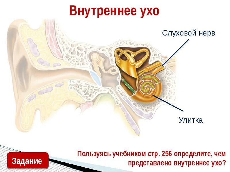 Нервы органа слуха. Кохлеарный неврит слухового нерва. Сенсоневральная тугоухость слуховой аппарат. Нейросенсорная тугоухость на кт. Сенсоневральная тугоухость волосковые клетки.