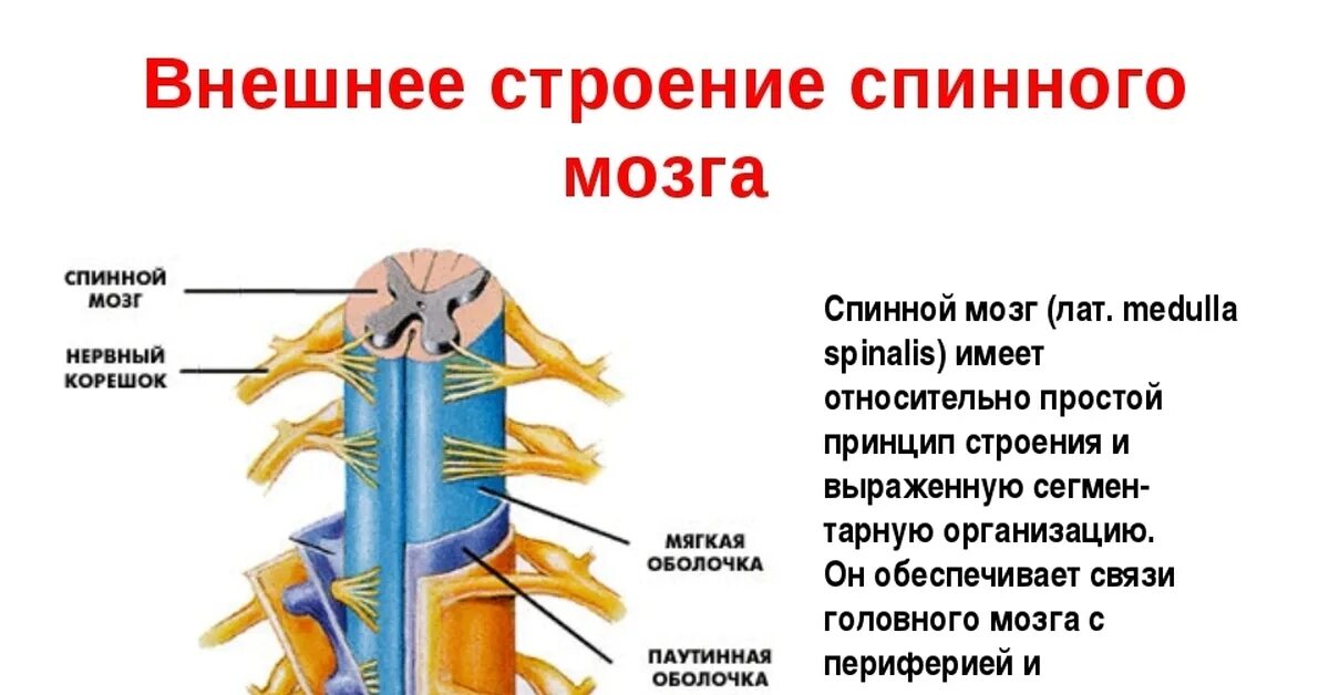 Строение нервной системы.спинной мозг 8. Спинной мозг покрыт тремя защитными оболочками. Внешнее строение спинного мозга-оболочки спинного мозга. 3 Оболочки спинного мозга кратко.