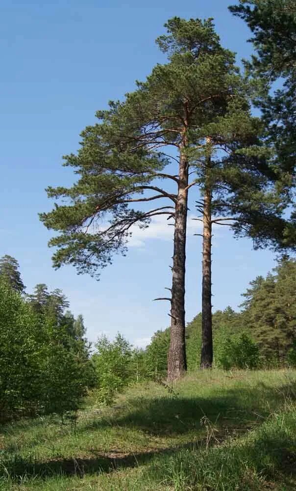 Хвойная 2. Сосна в деревне Егоровцы. Чабишур сосна. Сосна в Егоровцах Селтинский район. Раздвоенная сосна Марий Эл.