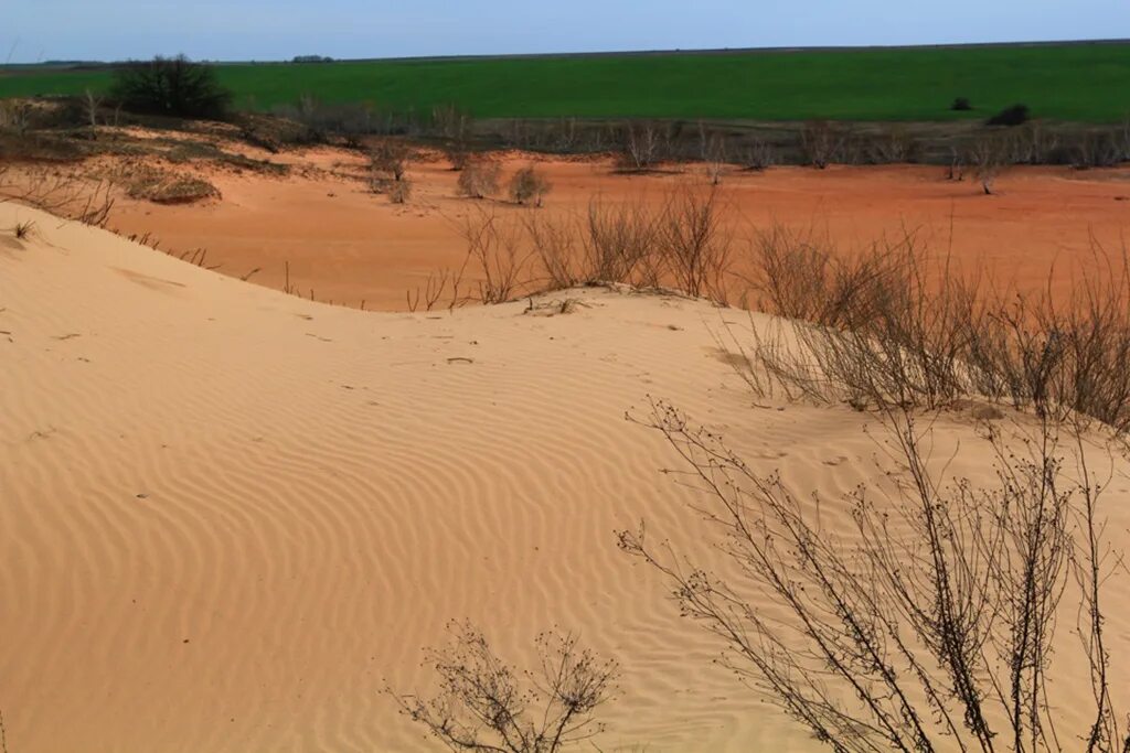 Панорама леса. Вытаптывание леса. Песчаные горы в сочи. Сосновый бор ленинградская область белые пески. Песков поляна.